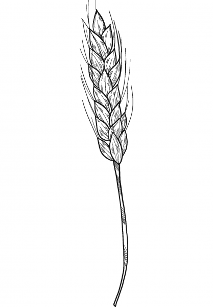 Wheat coloring page image