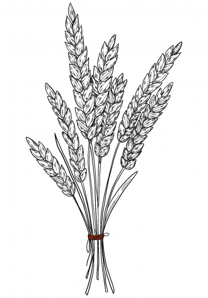 Wheat coloring page image