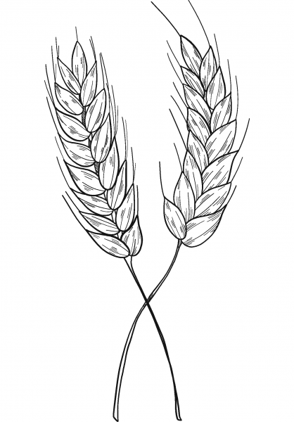Wheat coloring page image