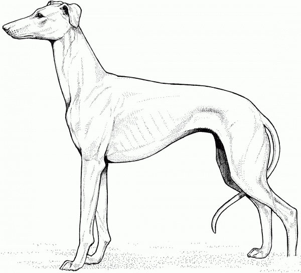Whippet coloring page image