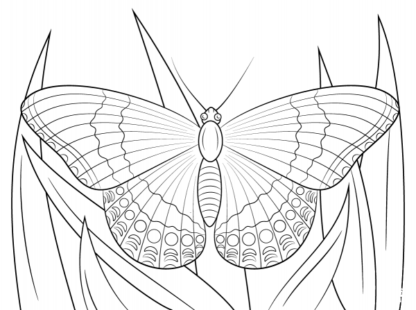 White Admiral Butterfly coloring page image