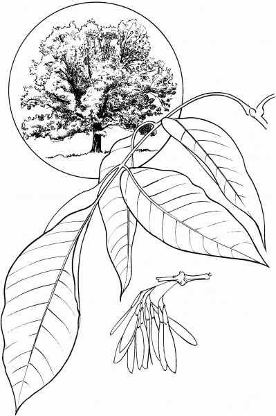 White Ash or American Ash coloring page image