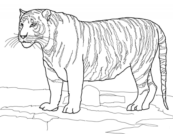 White Bengal Tiger coloring page image