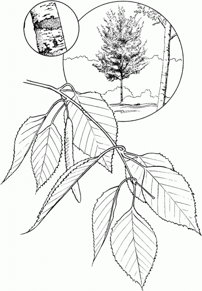 White Birch coloring page image