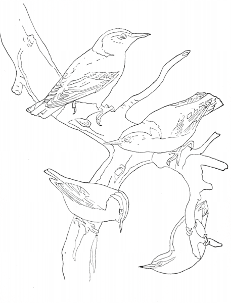 White-Breasted Nuthatch and Red Breasted Nithatch coloring page image