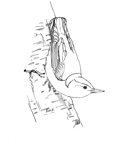 White Breasted Nuthatch coloring page image