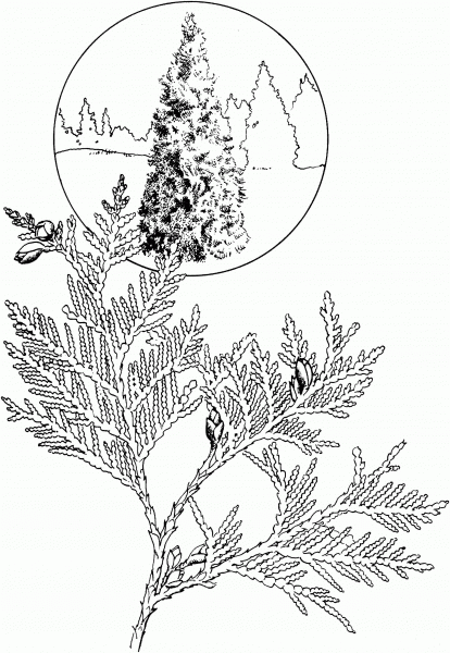 White Cedar coloring page image