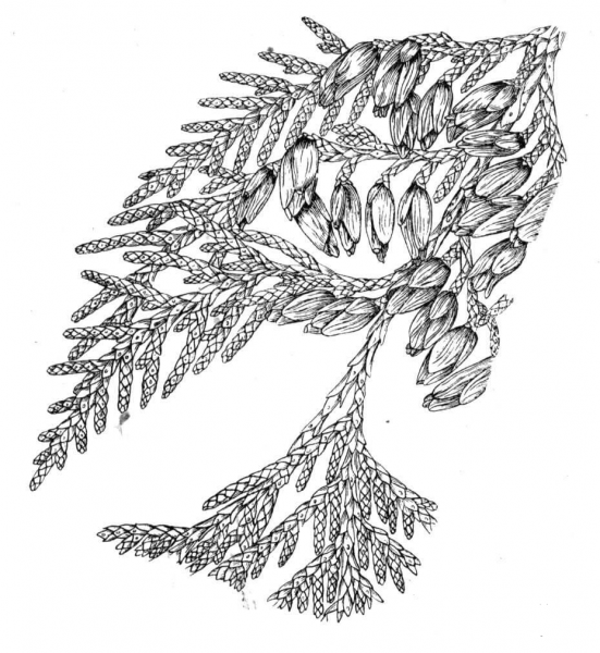 White Cedar or Arborvitae coloring page image