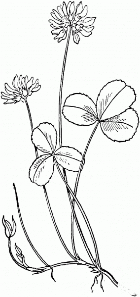 White Clover coloring page image
