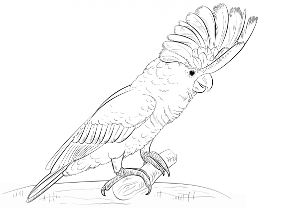White Cockatoo coloring page image