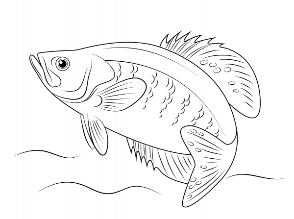 White Crappie coloring page image