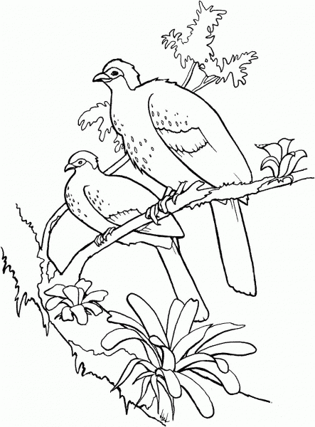 White Crested Guan coloring page image