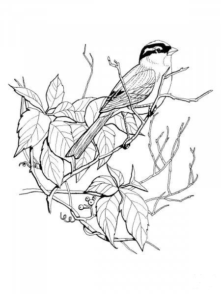 White Crowned Sparrow coloring page image