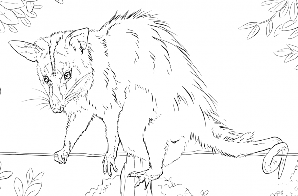 White Eared Opossum coloring page image