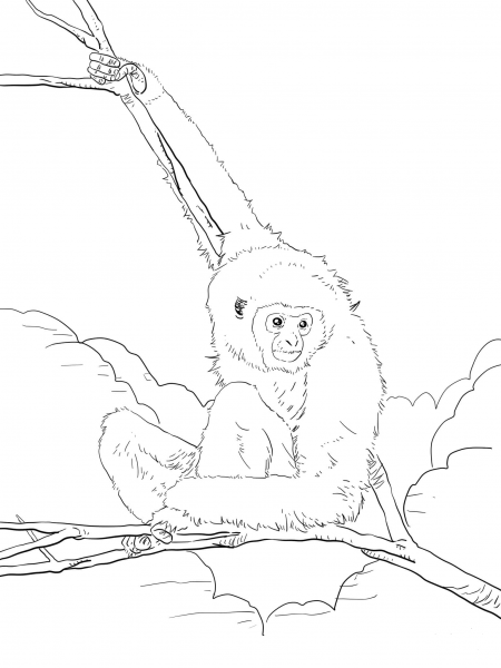 White Handed Lar Gibbon coloring page image