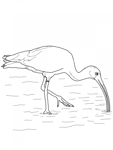 White Ibis coloring page image