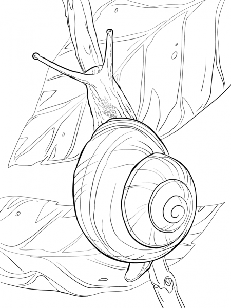 White Lipped Snail coloring page image