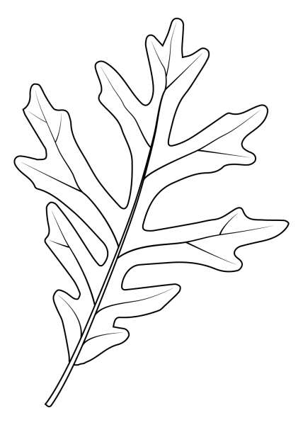 White Oak Leaf coloring page image