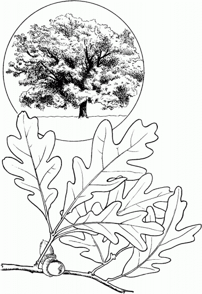 White Oak Tree coloring page image
