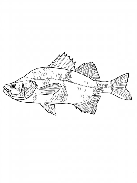 White Perch coloring page image
