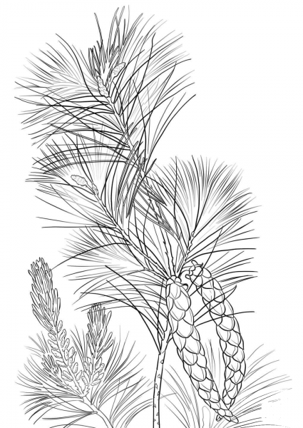 White Pine Cone and Tassel coloring page image