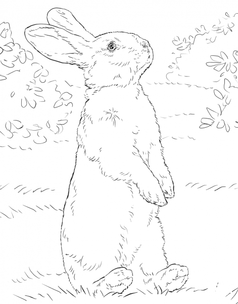 White Rabbit Standing on Hind Legs coloring page image