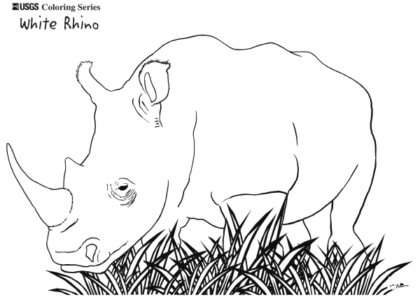 White Rhino coloring page image