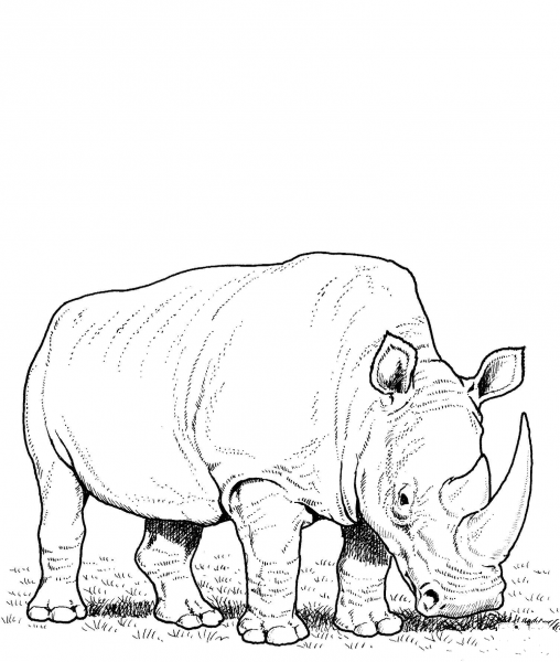 White Rhino Eating Grass coloring page image