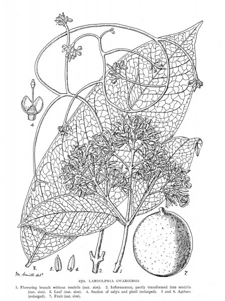 White Rubber Vine coloring page image