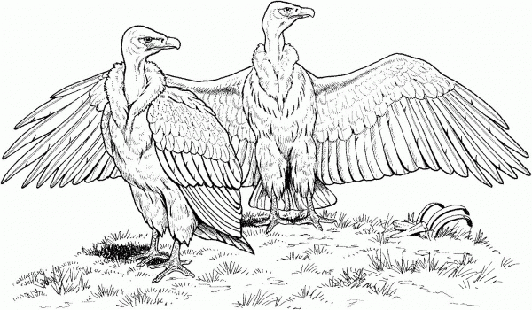 White Rumped Vulture coloring page image