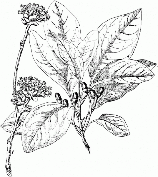 White Sassafras Branchlet coloring page image