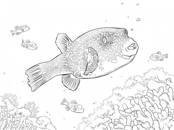 White Spotted Puffer coloring page image