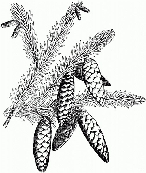 White Spruce Branchlet with Cones coloring page image