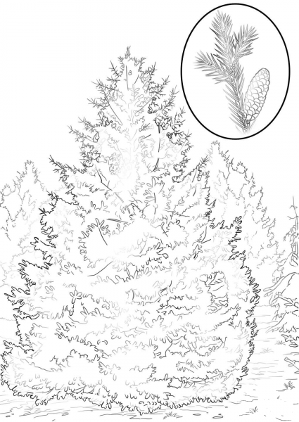 White Spruce coloring page image