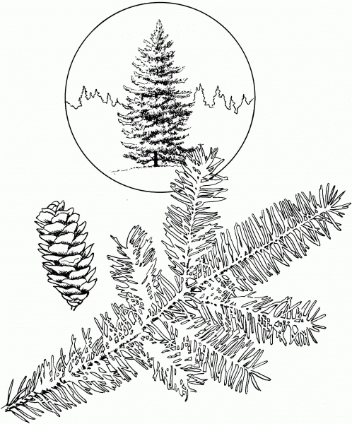 White Spruce Tree coloring page image