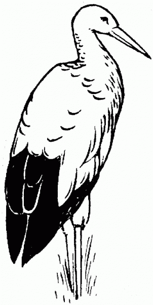 White Stork coloring page image