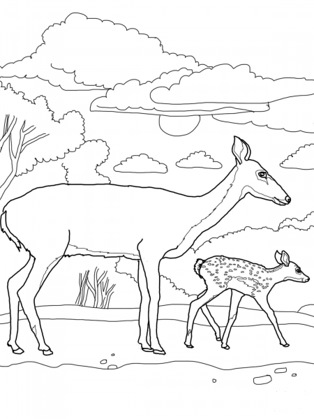 White Tail Deer Baby and Mother coloring page image