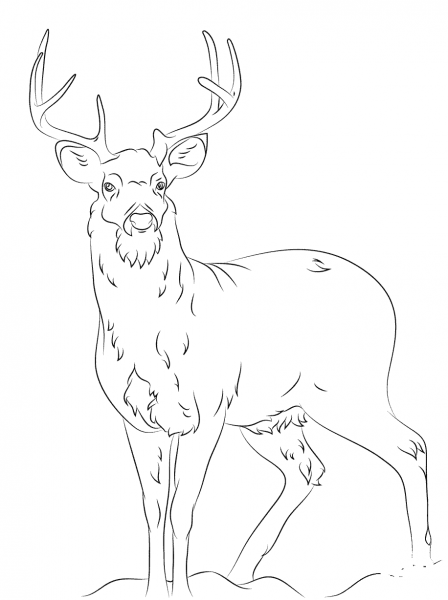White Tail Deer coloring page image