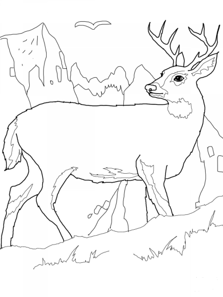 White Tail Deer coloring page image