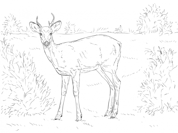 White-tailed Deer coloring page image