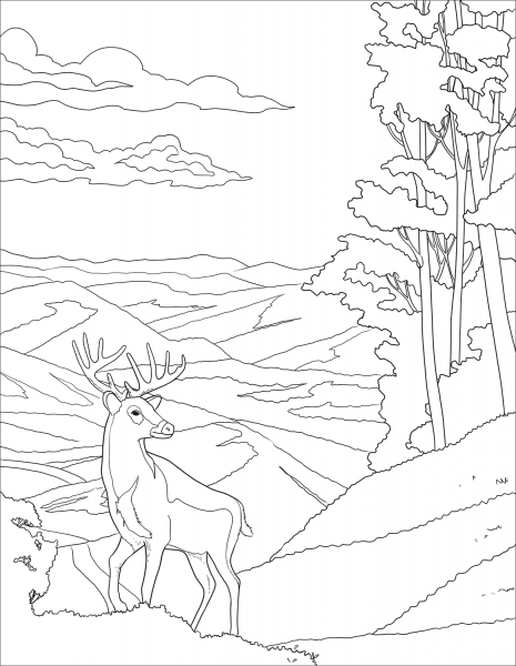 White-tailed Deer Shenandoah coloring page image