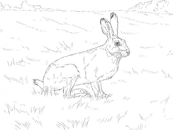 White Tailed Jackrabbit coloring page image