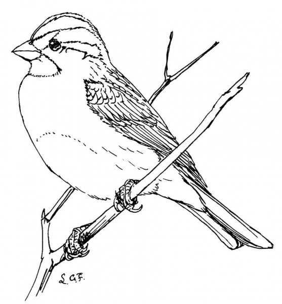 White Throated Sparrow coloring page image