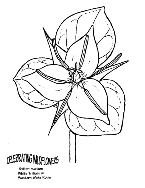 White Trillium or Western Wake Robin coloring page image