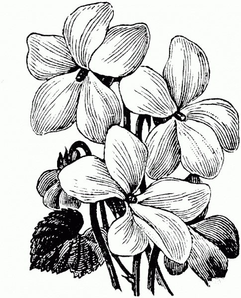 White Violet coloring page image