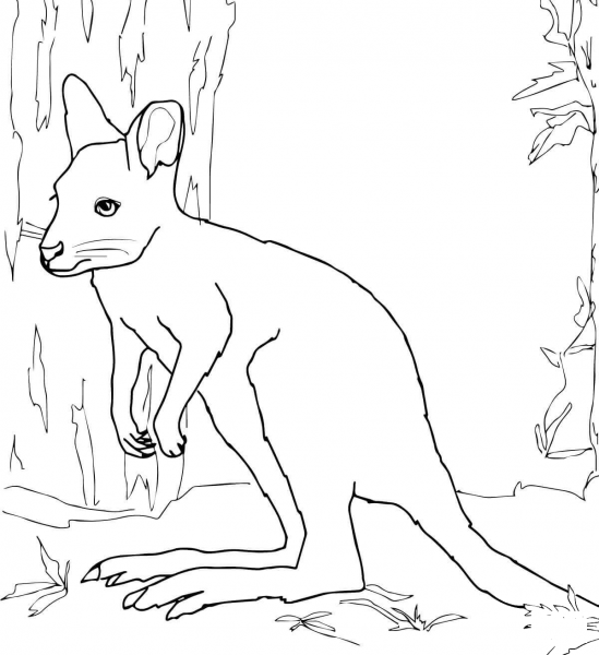 White Wallaby coloring page image
