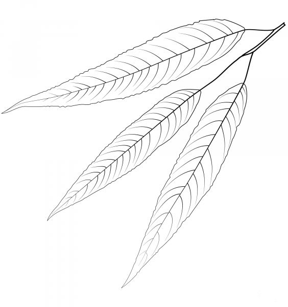 White Willow Leaf coloring page image