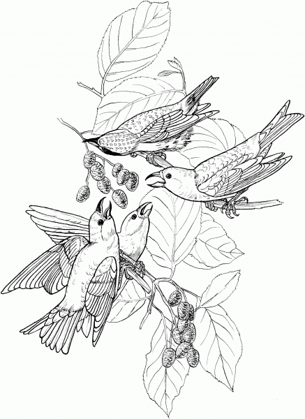 White Winged Crossbill coloring page image