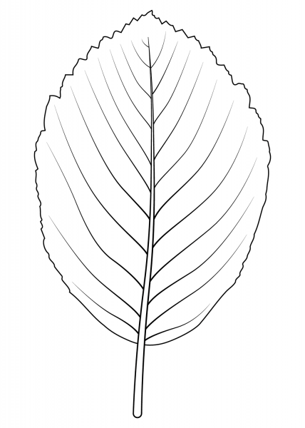 Whitebeam Leaf coloring page image