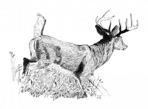 Whitetail Buck coloring page image